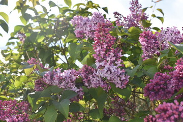 Purple syringa vulgaris bush flowering in a garden in springtime