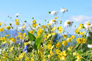 Field of different wildflowers in different colors against blue sky