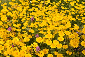 Obraz premium Big field of golden marguerite Anthemis tinctoria with red clover in between