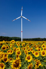 Sonnenblumen mit Windrad