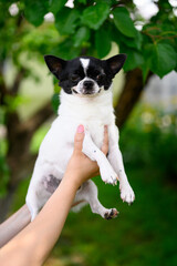 Man Holds in Hands Chihuahua of black and white color on background of tree in Summer Garden
