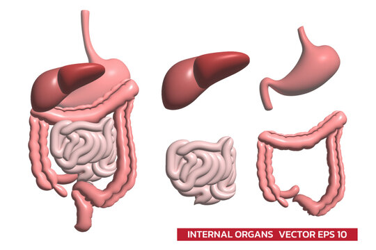 Digestive system  function internal organs graphic 3d isolated on white background