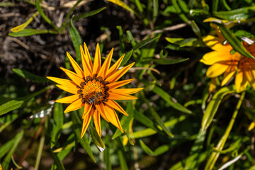 Yellow and orange Gazania flowers in full bloom. Also known as African daisies, or treasure flower.