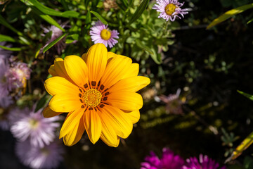 Yellow and orange Gazania flowers in full bloom. Also known as African daisies, or treasure flower.