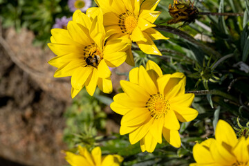 Yellow and orange Gazania flowers in full bloom. Also known as African daisies, or treasure flower.