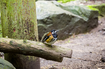 Chestnut-backed thrush Geokichla dohertyi. Jersey Zoo, Channel Islands.
