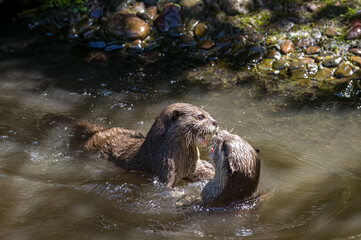 Obraz premium Asian small-clawed otters playing and fighting on the river bank with clear water.