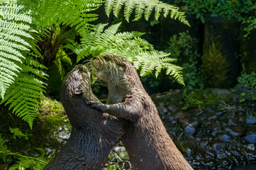 Asian small-clawed otters playing and fighting on the river bank with clear water.