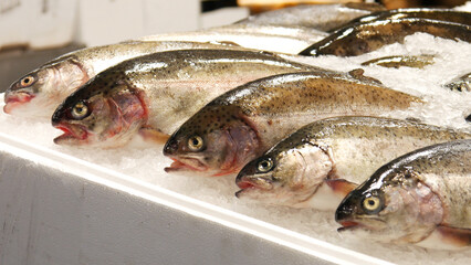Close-up of beautiful fishes on a market counter covered with ice