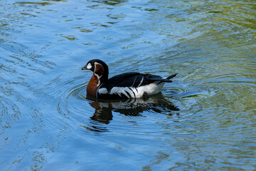A red-breasted goose, Branta ruficollis at Jersey zoo.