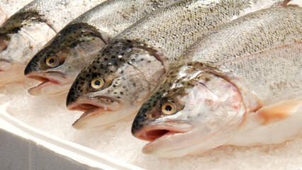 Close-up of beautiful trouts on a market counter covered with ice