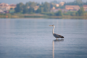 Gray heron (Ardea cinerea) standing on the water