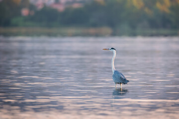 Gray heron (Ardea cinerea) standing on the water
