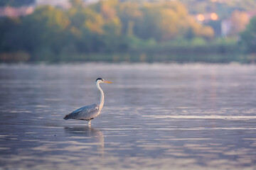 Gray heron (Ardea cinerea) standing on the water