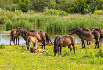 Naklejka na ściany i meble Exmoor Pony herd at Langeland, Denmark