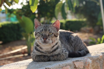Cats. Hotel cats posing for the camera