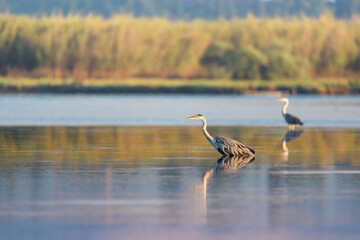 Two Gray herons (Ardea cinerea) standing on the water