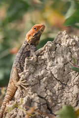 Close-up of the Agama lizard in wild nature