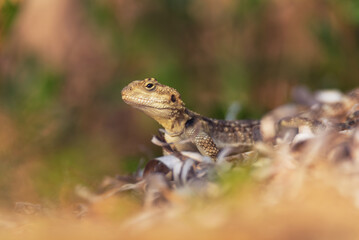 Close-up of the Agama lizard in wild nature