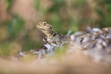 Close-up of the Agama lizard in wild nature