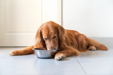 Golden Retriever lying on the floor and eating