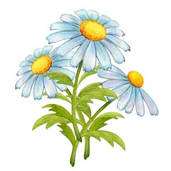 Bouquet of delicate flowers chamomile with leaves, hand-painted, watercolor painting