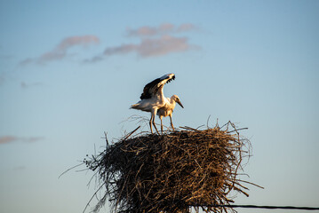 Stork kids are sitting in the nest in the village (country, countryside) in summer on sunset