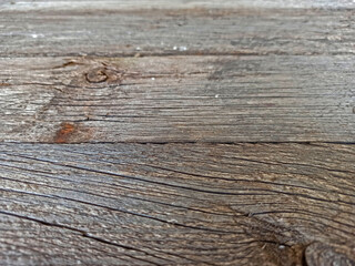 the old tree is taken as a background - close-up