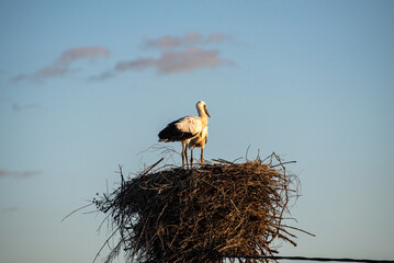Stork kids are sitting in the nest in the village (country, countryside) in summer on sunset