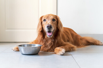 Golden Retriever and its dog bowl