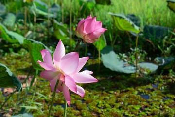 Pink lotus flowers are blooming to welcome the morning sun.