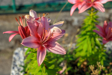 Pink lily flower on a blurry background in Poland