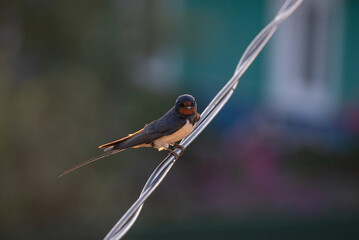 An european swallow (Hirundo rustica) is sitting on the wire in the village (country, countryside) in summer