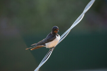 Fototapeta premium An european swallow (Hirundo rustica) is sitting on the wire in the village (country, countryside) in summer