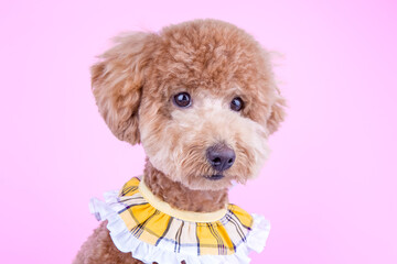 Cute poodle puppy