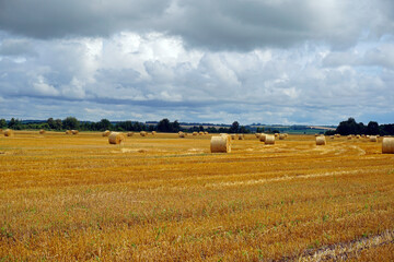 Obraz premium Rural landscape. Cereal field and straw bales on the compressed stubble. Open spaces. Horizon. White clouds.. Midsummer. Noon.