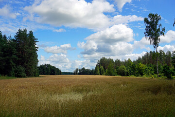 Rural landscape. Cereal field at the edge of the forest. White clouds and blue sky. July