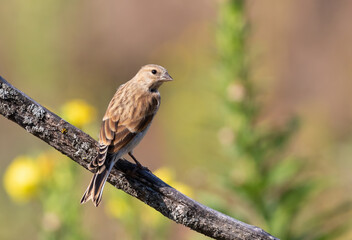 Common linnet, Linaria cannabina. A young bird sits on a beautiful branch