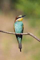 European bee-eater, Merops apiaster. A bird sits on a branch against a beautiful blurred background