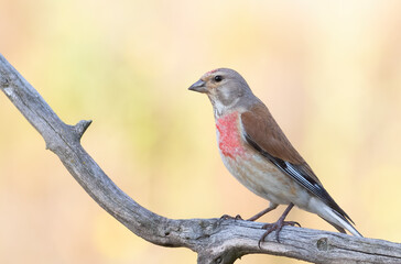 Fototapeta premium Common linnet, Linaria cannabina. The male sits on a branch against a beautiful golden background