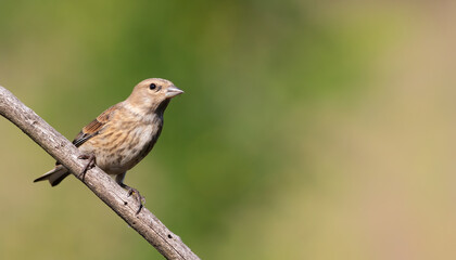 Common linnet, Linaria cannabina. A young bird sits on a branch against a beautiful green blurred background