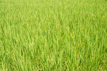 成長し稲穂に花をつけた稲