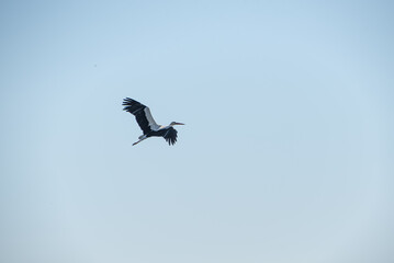 A white stork (Ciconia ciconia) is flying in the village (country, countryside) in summer