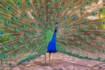 Fotobehang Detail of .a peacock, Lisbon, Portugal © Tiago Ladeira
