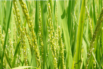 成長し稲穂に花をつけた稲