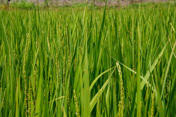 成長し稲穂に花をつけた稲
