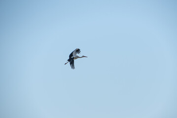 A white stork (Ciconia ciconia) is flying in the village (country, countryside) in summer