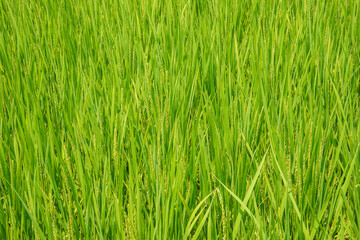 成長し稲穂に花をつけた稲