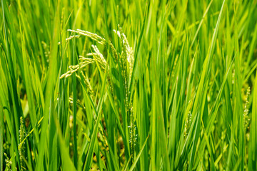 成長し稲穂に花をつけた稲