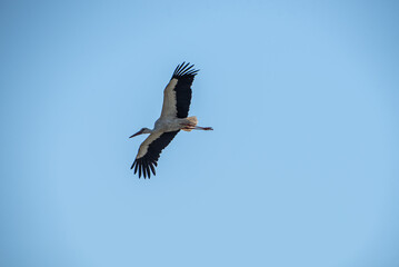 A white stork (Ciconia ciconia) is flying in the village (country, countryside) in summer